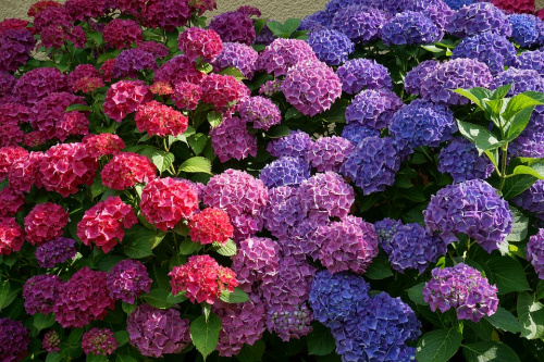 Hortensia (Hydrangea)- plantare și îngrijire – imaginea 2