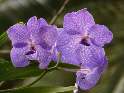 Orhideea Vanda