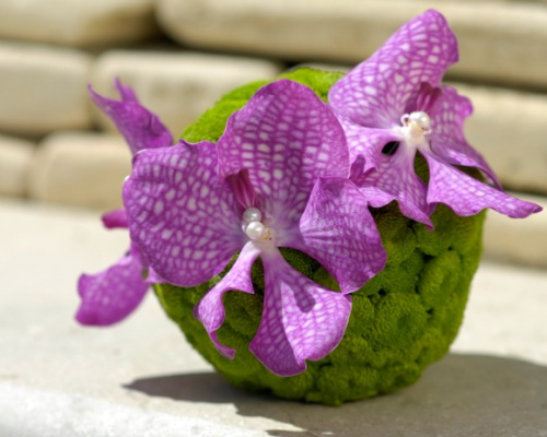 Orhideea Vanda – imaginea 2
