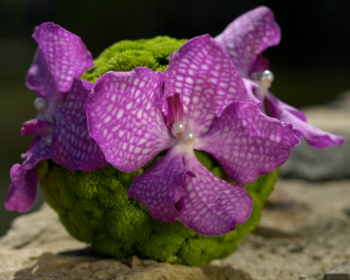 Orhideea Vanda – imaginea 3