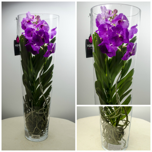 Orhideea Vanda – imaginea 7