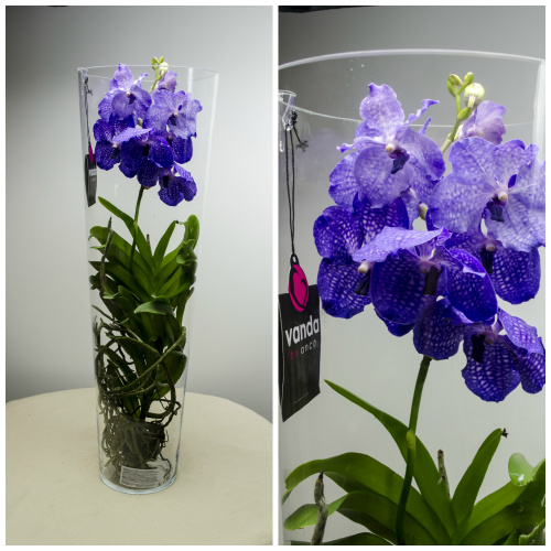 Orhideea Vanda – imaginea 8