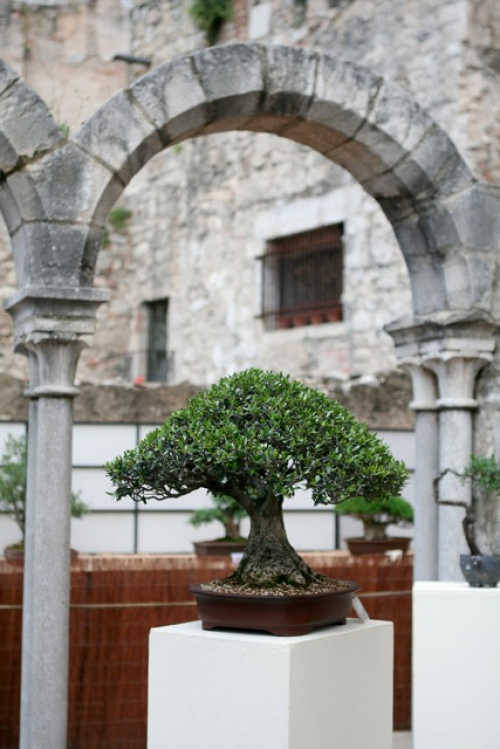 Expoziția „Timpul florilor” din Girona – imaginea 3