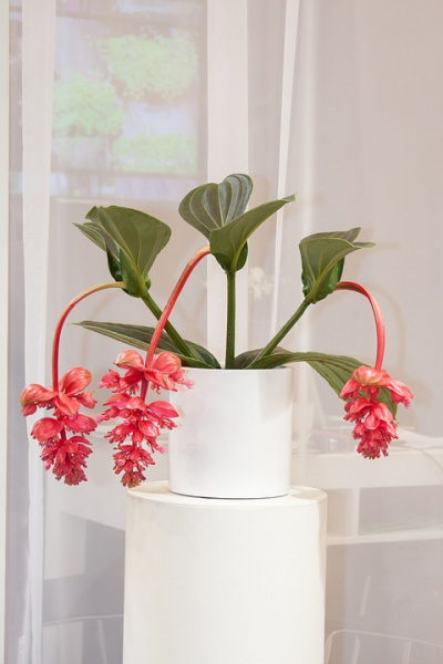 Medinilla