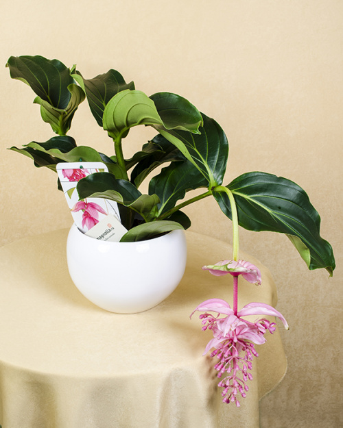 Medinilla – imaginea 1