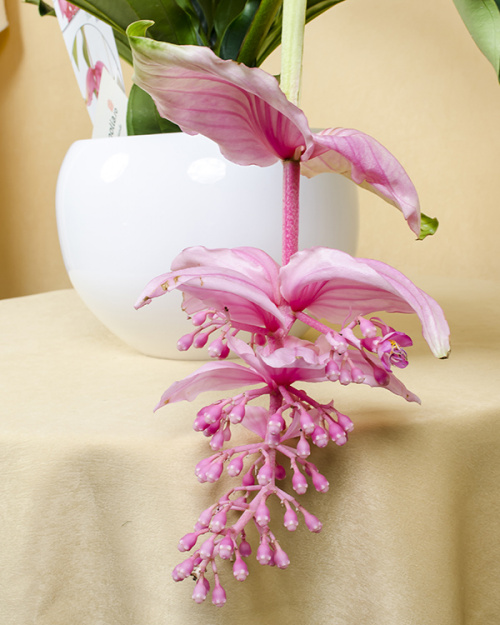 Medinilla – imaginea 2