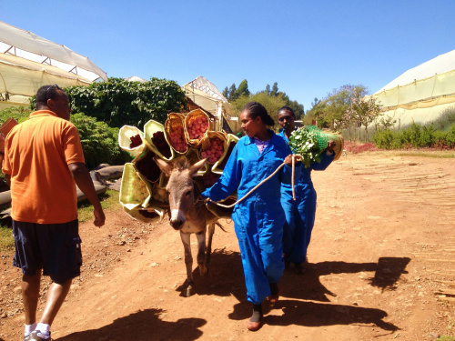 Ethiopia exportă anual 5.000.000 de trandafiri. Peste 300.000 vin direct în Florăriile Magnolia – imaginea 1