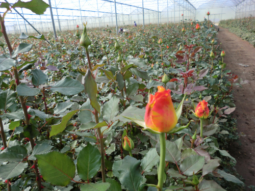 Ethiopia exportă anual 5.000.000 de trandafiri. Peste 300.000 vin direct în Florăriile Magnolia – imaginea 3