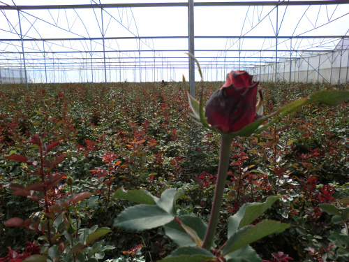 Ethiopia exportă anual 5.000.000 de trandafiri. Peste 300.000 vin direct în Florăriile Magnolia – imaginea 4