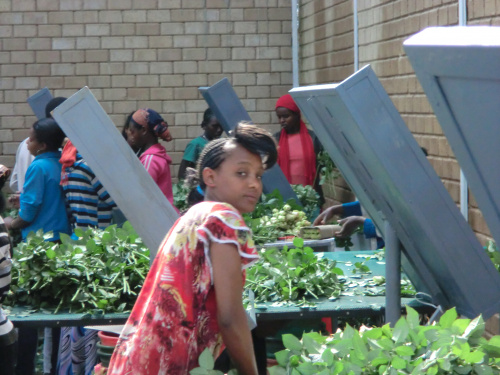 Ethiopia exportă anual 5.000.000 de trandafiri. Peste 300.000 vin direct în Florăriile Magnolia – imaginea 5