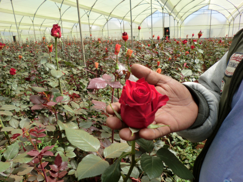 Ethiopia exportă anual 5.000.000 de trandafiri. Peste 300.000 vin direct în Florăriile Magnolia – imaginea 7
