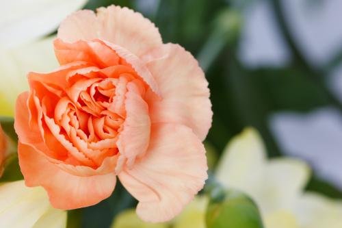 Ce povestesc florile despre relația voastră? – imaginea 1