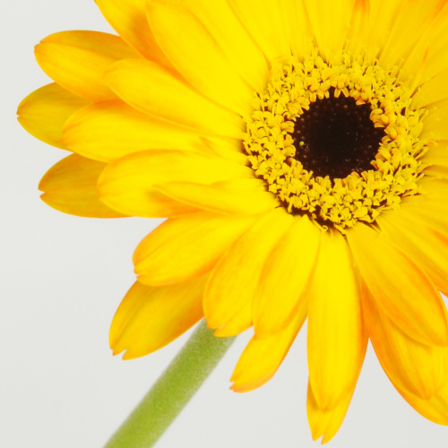 Ce povestesc florile despre relația voastră? – imaginea 2