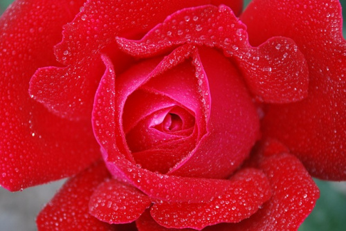 Ce povestesc florile despre relația voastră? – imaginea 4