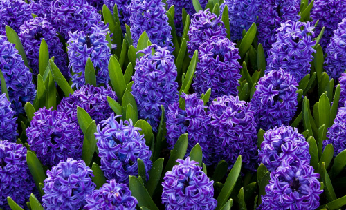 Ce povestesc florile despre relația voastră? – imaginea 5