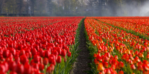 Ce povestesc florile despre relația voastră? – imaginea 6