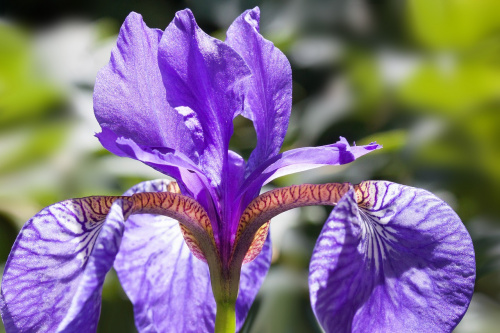 Ce povestesc florile despre relația voastră? – imaginea 8