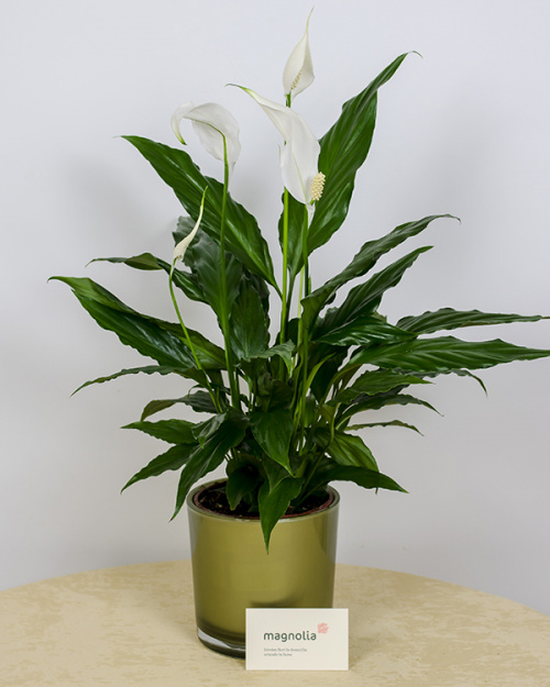 Cadouri florale pentru casă nouă – imaginea 3