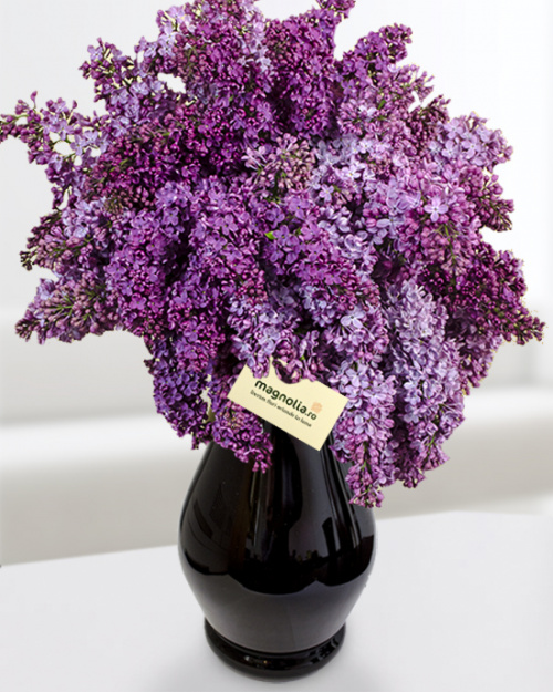 Care sunt florile potrivite pentru fiecare zodie – imaginea 8