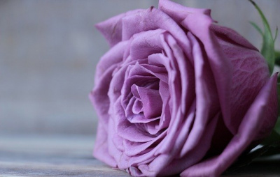 5 motive pentru care e bine să ai în casă flori de culoare violet