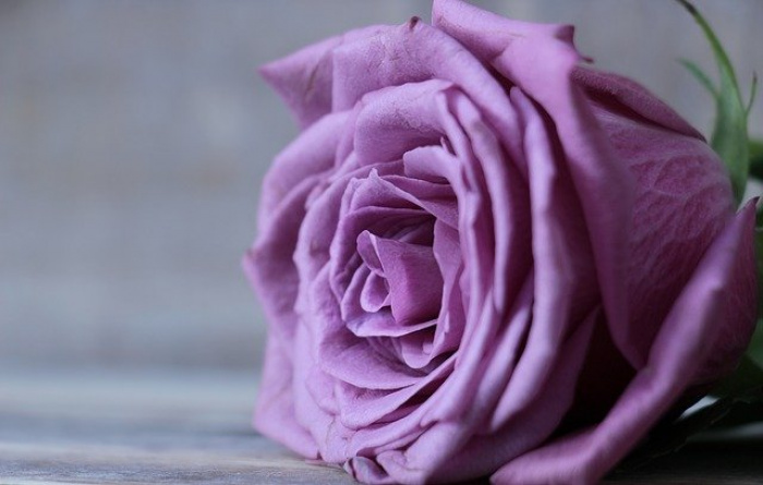 5 motive pentru care e bine să ai în casă flori de culoare violet