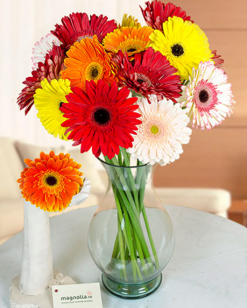 Gerbera- cu ce ocazie să o dăruiești și ce semnificații are – imaginea 3