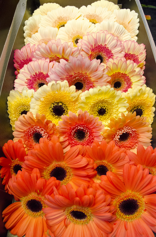 Gerbera- cu ce ocazie să o dăruiești și ce semnificații are – imaginea 4
