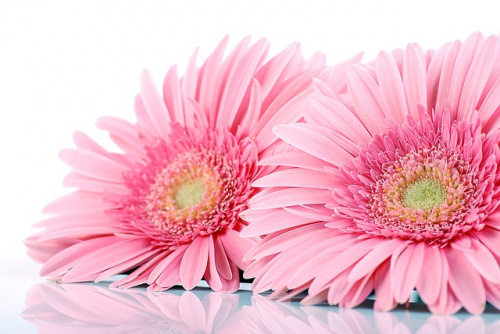 Gerbera- cu ce ocazie să o dăruiești și ce semnificații are – imaginea 5