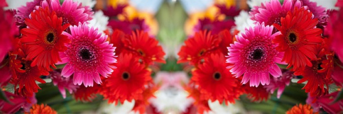 Gerbera- cu ce ocazie să o dăruiești și ce semnificații are – imaginea 6