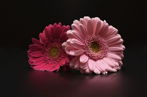 Gerbera- cu ce ocazie să o dăruiești și ce semnificații are – imaginea 7