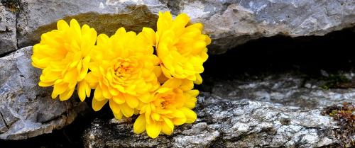 Ce flori preferă femeile din zodia Fecioară – imaginea 5