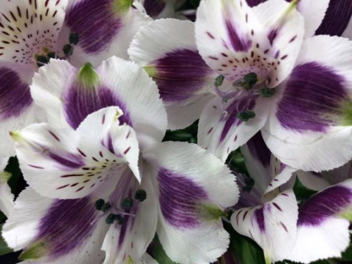 Alstroemeria, floarea potrivită pentru prieteni – imaginea 3