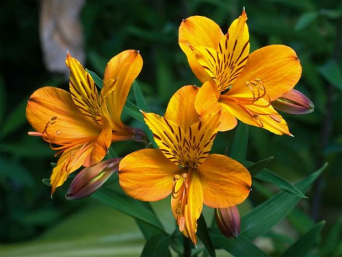 Alstroemeria, floarea potrivită pentru prieteni – imaginea 4