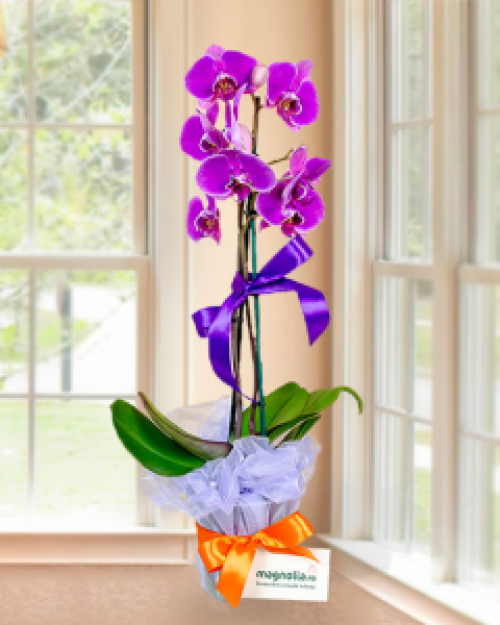 5 trucuri pentru a stimula orhideea Phalaenopsis să înflorească – imaginea 1
