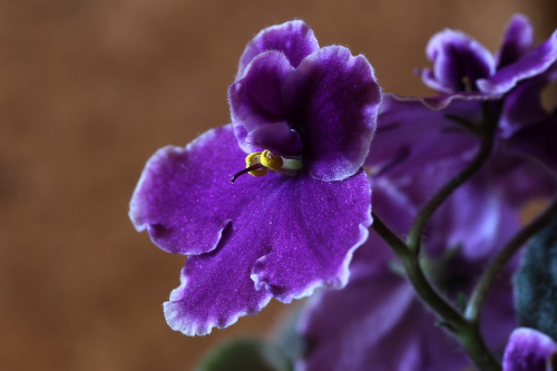 Florile potrivite pentru femeia Capricorn – imaginea 3