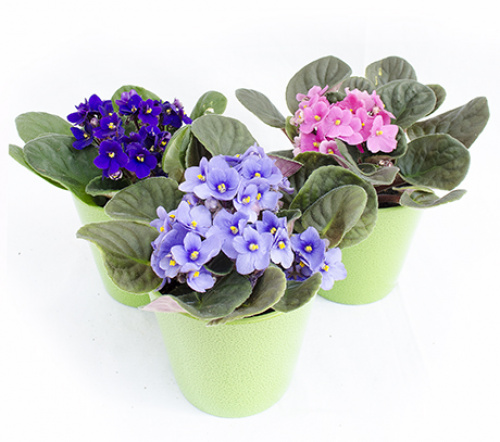 Florile potrivite pentru femeia Capricorn – imaginea 4