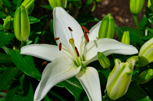 Top 3 flori care simbolizează iubirea – imaginea 6