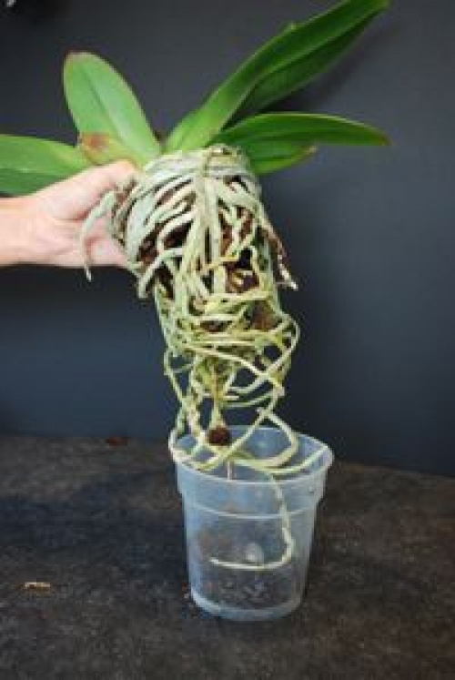 Cum și când se schimbă ghiveciul la orhideea Phalaenopsis – imaginea 2