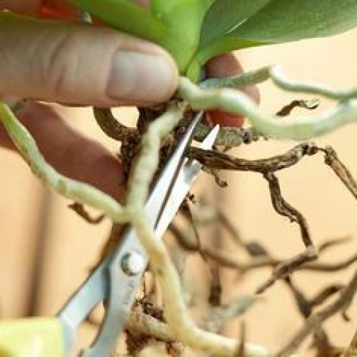 Cum și când se schimbă ghiveciul la orhideea Phalaenopsis – imaginea 3