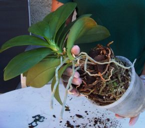 Cum și când se schimbă ghiveciul la orhideea Phalaenopsis – imaginea 4