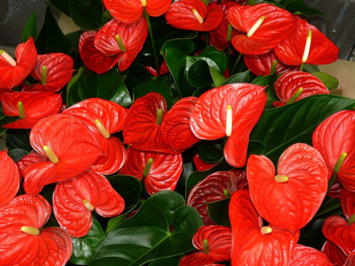 5 plante tropicale ușor de întreținut – imaginea 1