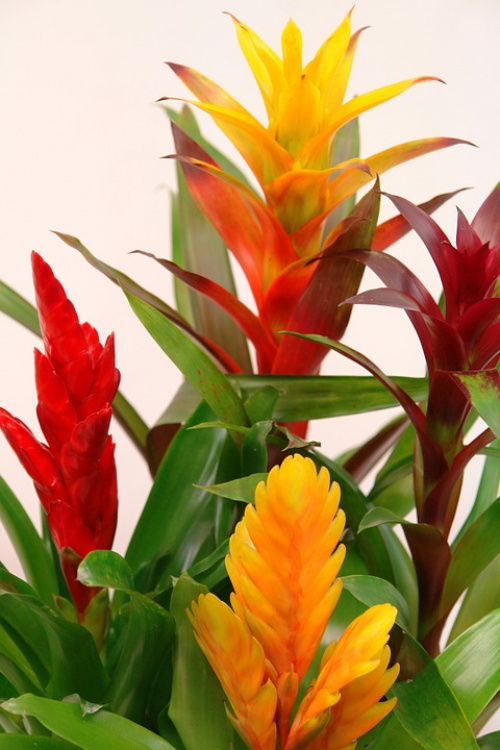 5 plante tropicale ușor de întreținut – imaginea 2