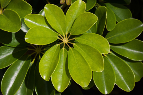 5 plante tropicale ușor de întreținut – imaginea 4