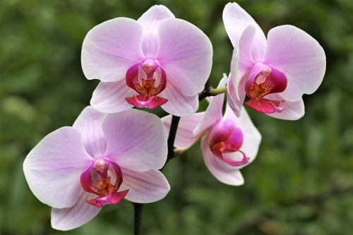 5 plante tropicale ușor de întreținut – imaginea 6