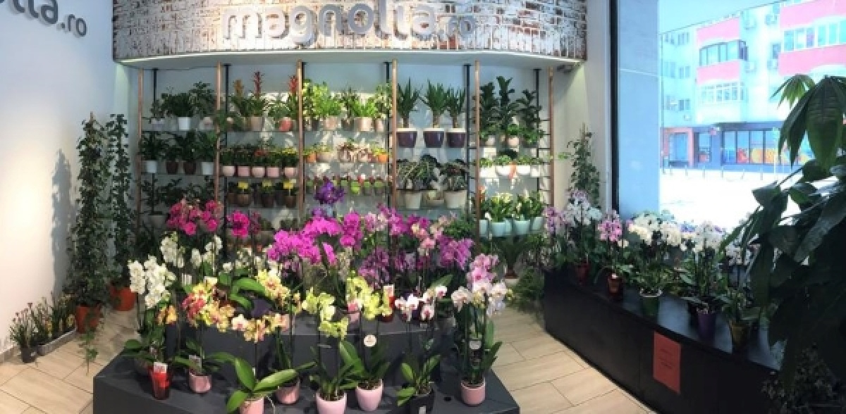 Ce se va întâmpla cu florăriile Magnolia din București după ridicarea stării de urgență