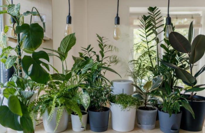 5 plante de interior care iti aduc noroc si prosperitate