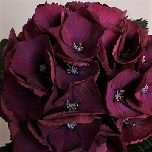 Cele mai frumoase flori de toamna. Le poti pune intr-un buchet si darui cuiva drag! – imaginea 2