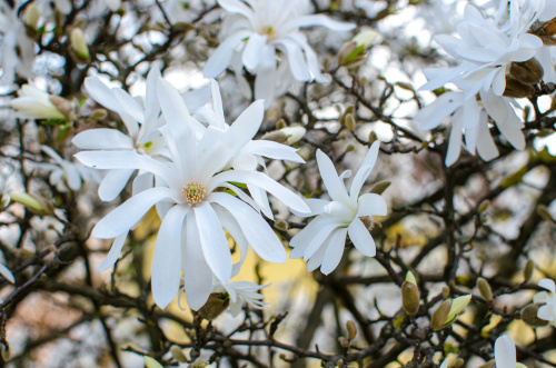 Cand se planteaza magnolia din ghiveci in gradina. Sfaturi pentru ingrijirea plantei – imaginea 2