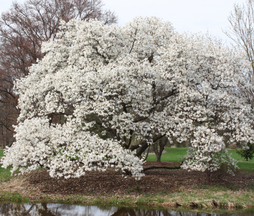 Cand se planteaza magnolia din ghiveci in gradina. Sfaturi pentru ingrijirea plantei – imaginea 3