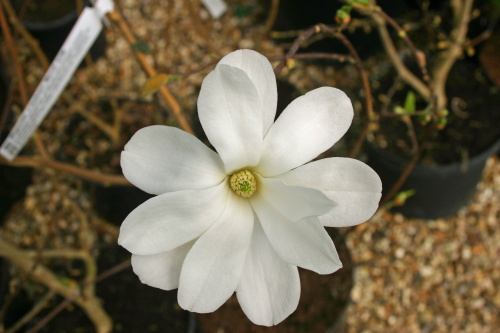 Cand se planteaza magnolia din ghiveci in gradina. Sfaturi pentru ingrijirea plantei – imaginea 4
